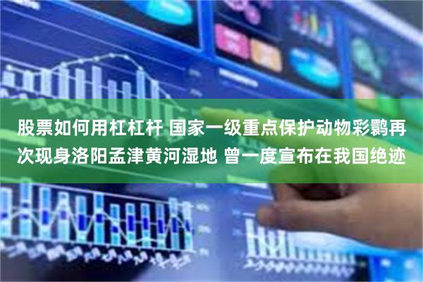 股票如何用杠杠杆 国家一级重点保护动物彩鹮再次现身洛阳孟津黄河湿地 曾一度宣布在我国绝迹